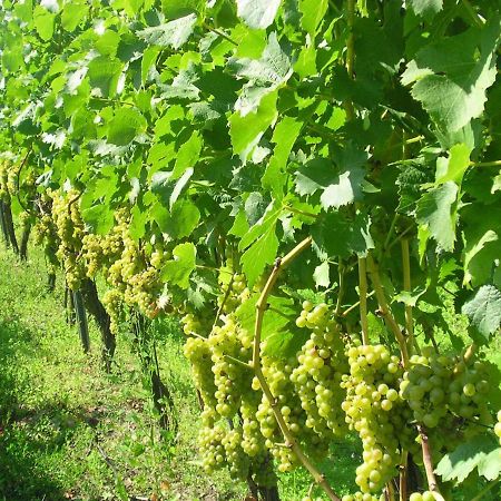 Gaestehof - Weinbau Saeger Nordheim am Main Bagian luar foto