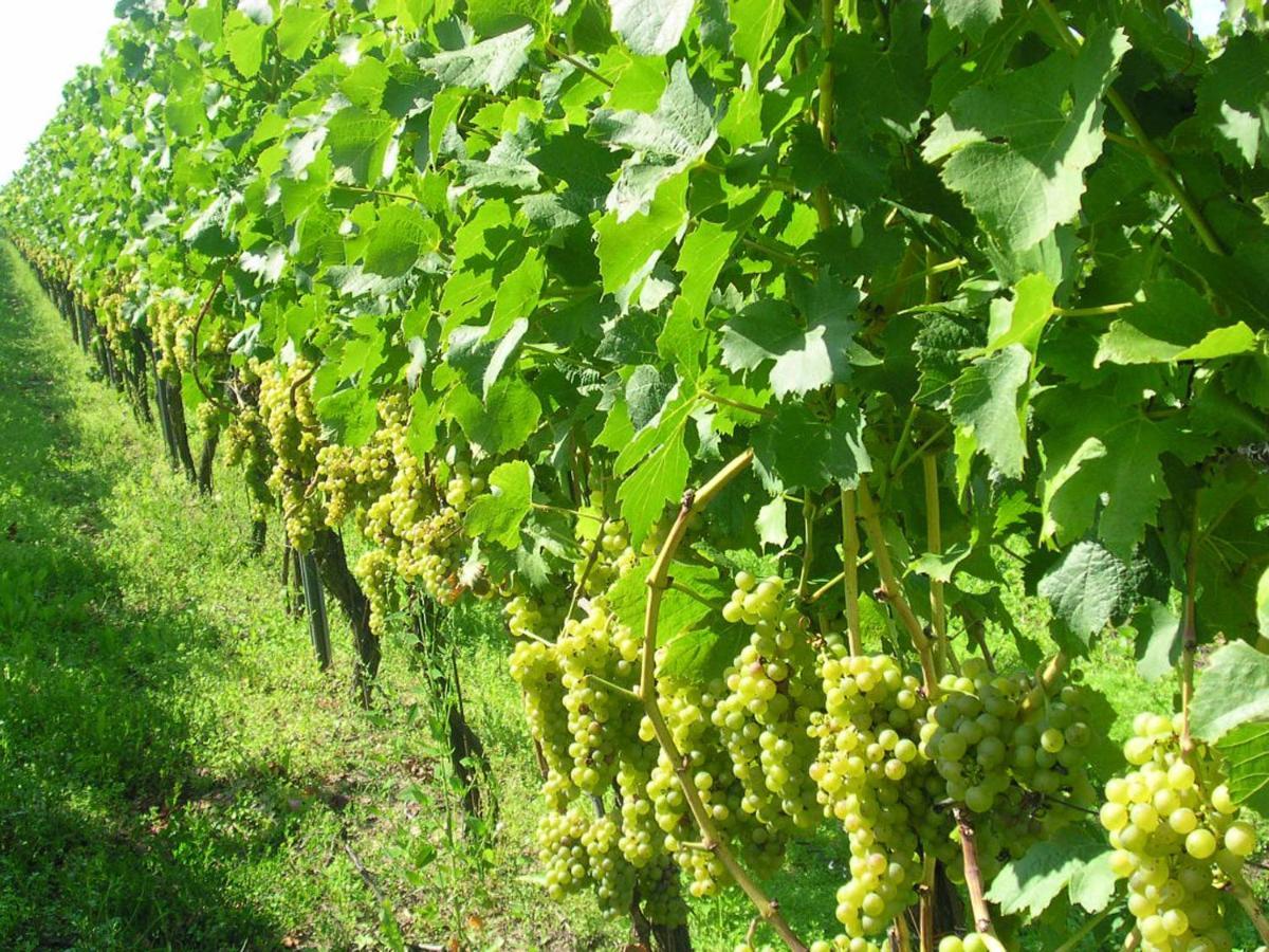 Gaestehof - Weinbau Saeger Nordheim am Main Bagian luar foto